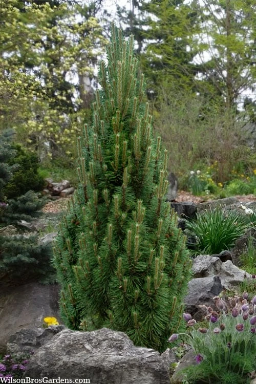 Frank's Columnar Austrian Black Pine (Pinus Nigra) - 5 Gallon Pot 1 Frank's Columnar Austrian Black Pine (Pinus Nigra) - 5 Gallon Pot