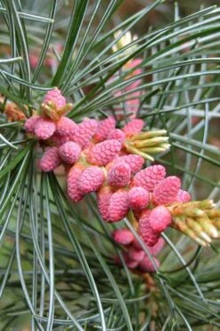 Japanese White Pine (Pinus Parviflora 'Glauca') - 5 Gallon Pot 19 Japanese White Pine (Pinus Parviflora 'Glauca') - 5 Gallon Pot -Garden Plants pinus parviflora glauca japanese white pine 10