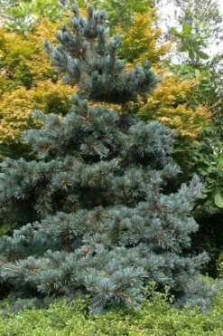 Japanese White Pine (Pinus Parviflora 'Glauca') - 5 Gallon Pot 13 Japanese White Pine (Pinus Parviflora 'Glauca') - 5 Gallon Pot -Garden Plants pinus parviflora glauca japanese white pine 11