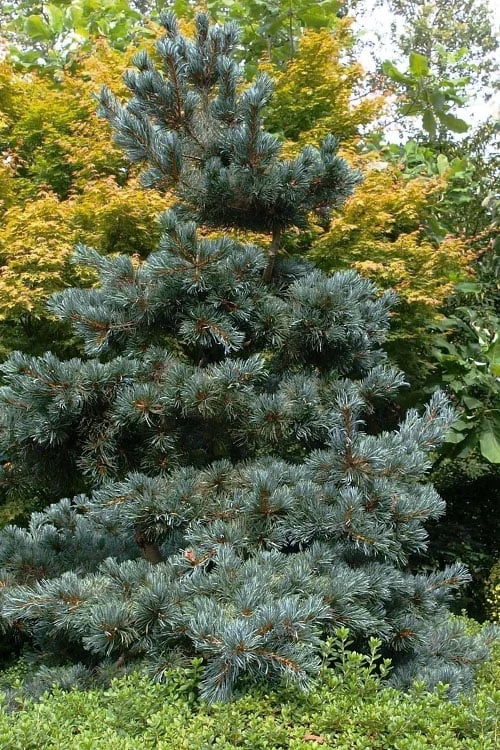 Japanese White Pine (Pinus Parviflora 'Glauca') - 5 Gallon Pot 4 Japanese White Pine (Pinus Parviflora 'Glauca') - 5 Gallon Pot - Image 4