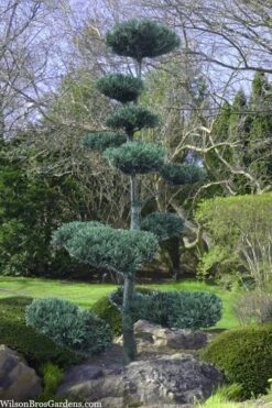 Japanese White Pine (Pinus Parviflora 'Glauca') - 5 Gallon Pot 14 Japanese White Pine (Pinus Parviflora 'Glauca') - 5 Gallon Pot -Garden Plants pinus parviflora glauca japanese white pine 6