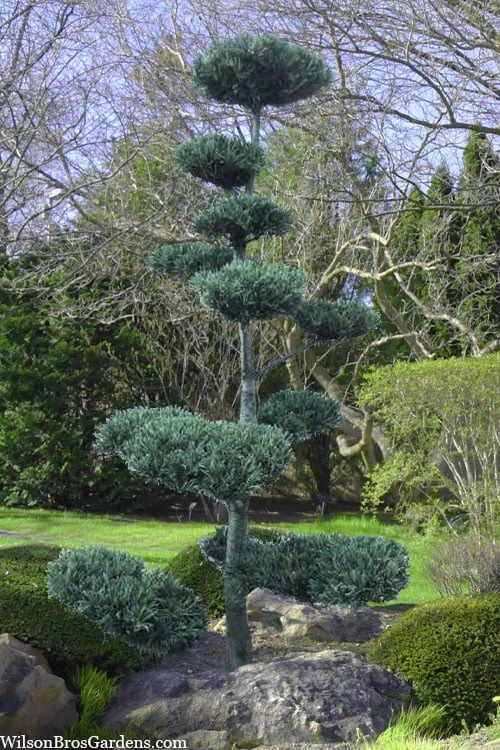 Japanese White Pine (Pinus Parviflora 'Glauca') - 5 Gallon Pot 5 Japanese White Pine (Pinus Parviflora 'Glauca') - 5 Gallon Pot - Image 5