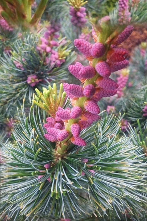 Japanese White Pine (Pinus Parviflora 'Glauca') - 5 Gallon Pot 1 Japanese White Pine (Pinus Parviflora 'Glauca') - 5 Gallon Pot