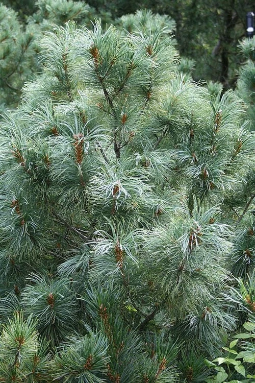 Japanese White Pine (Pinus Parviflora 'Glauca') - 5 Gallon Pot 9 Japanese White Pine (Pinus Parviflora 'Glauca') - 5 Gallon Pot - Image 9