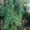 Angel Falls Weeping Eastern White Pine - 3 Gallon Pot