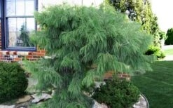 Angel Falls Weeping Eastern White Pine - 1 Gallon Pot -Garden Plants pinus strobus angel falls white pine 3