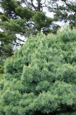Blue Shag Eastern White Pine (Single Trunk Topiary) - 3 Gallon Pot -Garden Plants pinus strobus blue shag eastern white pine 12 3