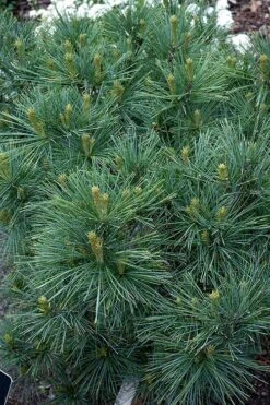 Blue Shag Eastern White Pine - 2.5 Gallon Pot 10 Blue Shag Eastern White Pine - 2.5 Gallon Pot -Garden Plants pinus strobus blue shag eastern white pine 13