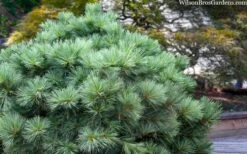Blue Shag Eastern White Pine - 1 Gallon Pot 11 Blue Shag Eastern White Pine - 1 Gallon Pot -Garden Plants pinus strobus blue shag eastern white pine 3 1