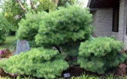Blue Shag Eastern White Pine - 3 Gallon Pot -Garden Plants pinus strobus blue shag eastern white pine 4 2