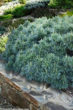 Coney Island White Pine - 2 Gallon Pot