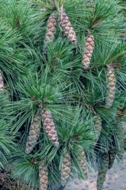 Coney Island White Pine - 2 Gallon Pot -Garden Plants pinus strobus coney island white pine 11