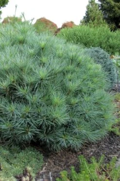 Sea Urchin Miniature Eastern White Pine - 2 Gallon Pot -Garden Plants pinus strobus sea urchin dwarf eastern white pine 4