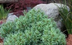 Vercurve Eastern White Pine (Pinus Strobus) - 3 Gallon Pot -Garden Plants pinus strobus vercurve twisted needle dwarf eatern white pine 6