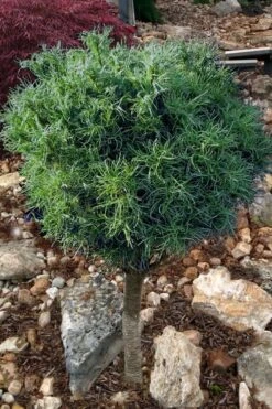Wiggles Eastern White Pine (Single Trunk Topiary Tree) - 3 Gallon Pot -Garden Plants pinus strobus wiggles eastern white pine 10