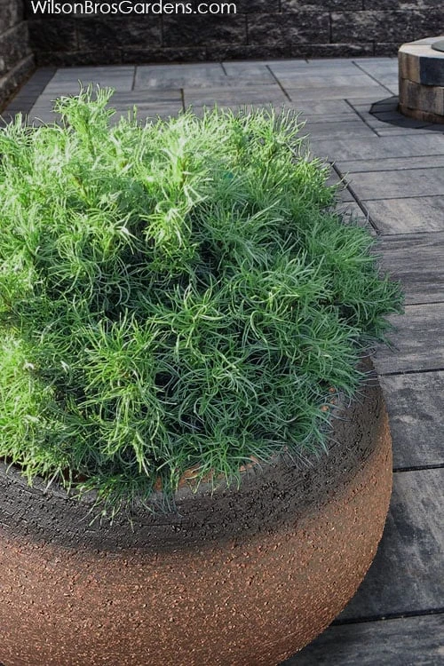 Wiggles Eastern White Pine (Pinus Strobus) - 3 Gallon Pot 8 Wiggles Eastern White Pine (Pinus Strobus) - 3 Gallon Pot - Image 8