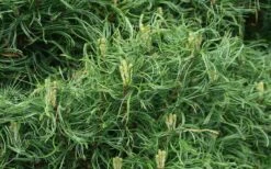 Wiggles Eastern White Pine (Single Trunk Topiary Tree) - 3 Gallon Pot -Garden Plants pinus strobus wiggles eastern white pine 4