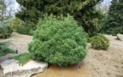 Wiggles Eastern White Pine (Pinus Strobus) - 3 Gallon Pot 13 Wiggles Eastern White Pine (Pinus Strobus) - 3 Gallon Pot -Garden Plants pinus strobus wiggles eastern white pine 5