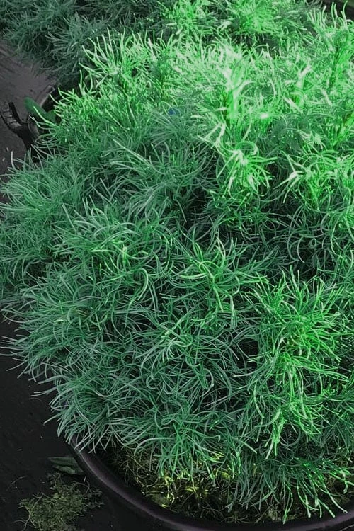 Wiggles Eastern White Pine (Pinus Strobus) - 3 Gallon Pot 7 Wiggles Eastern White Pine (Pinus Strobus) - 3 Gallon Pot - Image 7