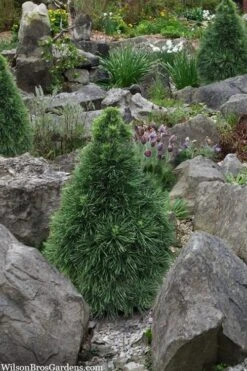 Green Penguin Scots Pine (Pinus Sylvestris) - 2 Gallon Pot -Garden Plants pinus sylvestris green penguin dwarf scots pine 2