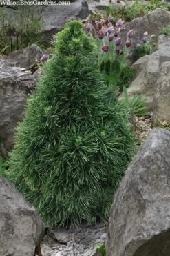 Green Penguin Scots Pine (Pinus Sylvestris) - 2 Gallon Pot -Garden Plants pinus sylvestris green penguin dwarf scots pine 5
