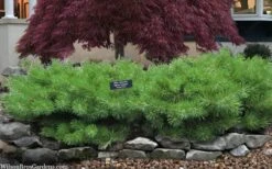 Hillside Creeper Scotch Pine (Pinus Sylvestris) - 3 Gallon Pot -Garden Plants pinus sylvestris hillside creeper 3