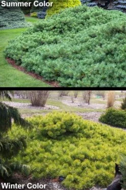 Hillside Creeper Scotch Pine (Pinus Sylvestris) - 3 Gallon Pot -Garden Plants pinus sylvestris hillside creeper 6