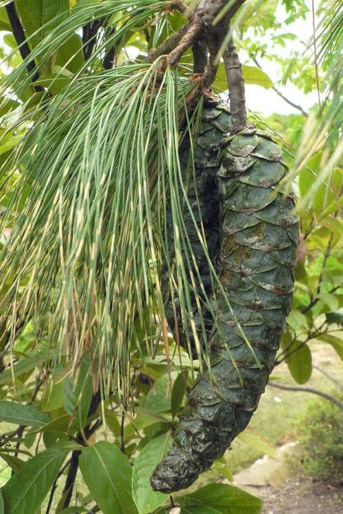 Zebrina Himalayan Pine (Pinus Wallichiana) - 5 Gallon Pot 5 Zebrina Himalayan Pine (Pinus Wallichiana) - 5 Gallon Pot - Image 5