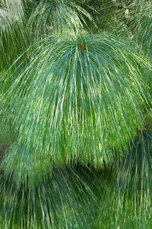 Zebrina Himalayan Pine (Pinus Wallichiana) - 5 Gallon Pot 1 Zebrina Himalayan Pine (Pinus Wallichiana) - 5 Gallon Pot