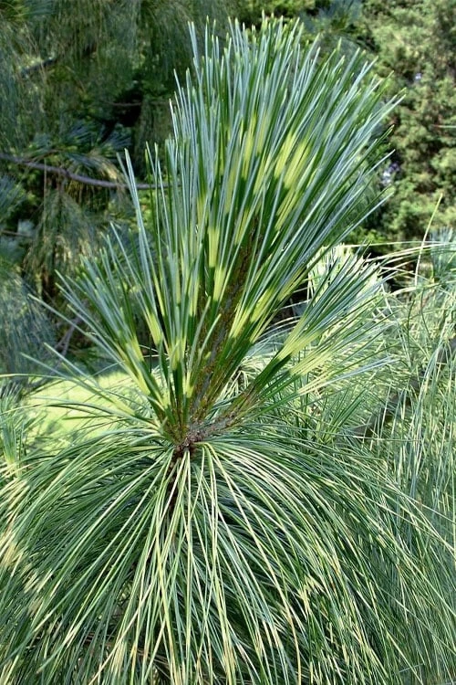 Zebrina Himalayan Pine (Pinus Wallichiana) - 5 Gallon Pot 7 Zebrina Himalayan Pine (Pinus Wallichiana) - 5 Gallon Pot - Image 7