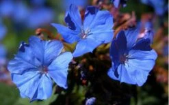 Hardy Blue Plumbago (Ceratostigma Plumbaginoides) - 5 Pack Of Pint Pots -Garden Plants plumbago hardy blue perennial