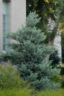 Blue Podocarpus Yew - 7 Gallon Pot -Garden Plants podocarpus elongatus blue podocarpus 1