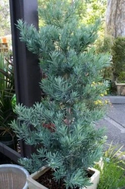 Blue Podocarpus Yew - 7 Gallon Pot -Garden Plants podocarpus elongatus blue podocarpus 4