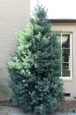 Blue Podocarpus Yew - 7 Gallon Pot -Garden Plants podocarpus elongatus blue podocarpus 5