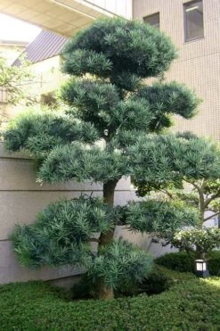 Blue Podocarpus Yew - 7 Gallon Pot -Garden Plants podocarpus elongatus blue podocarpus 6