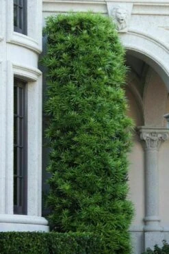 Podocarpus Macrophyllus Upright Yew - 7 Gallon Pot (4-5') -Garden Plants podocarpus macrophyllus upright yew 104