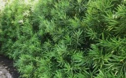 Podocarpus Macrophyllus Upright Yew - 7 Gallon Pot (4-5') -Garden Plants podocarpus macrophyllus upright yew 105