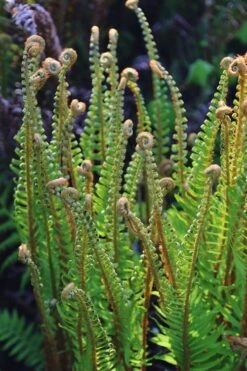 Western Sword Fern (Polystichum Munitum) - 1 Gallon Pot -Garden Plants polystichum munitum western sword fern 10