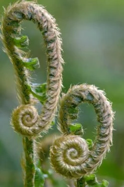Western Sword Fern (Polystichum Munitum) - 1 Gallon Pot -Garden Plants polystichum munitum western sword fern 2