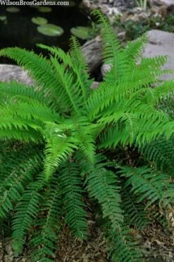Western Sword Fern (Polystichum Munitum) - 1 Gallon Pot -Garden Plants polystichum munitum western sword fern 4