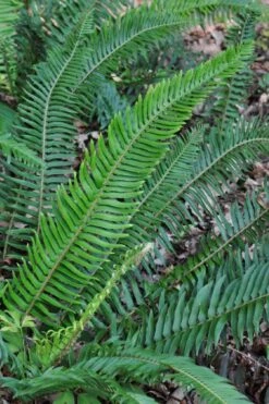 Western Sword Fern (Polystichum Munitum) - 1 Gallon Pot -Garden Plants polystichum munitum western sword fern 5