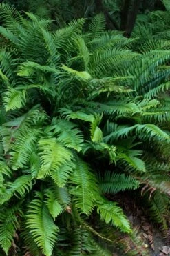 Western Sword Fern (Polystichum Munitum) - 1 Gallon Pot -Garden Plants polystichum munitum western sword fern 8