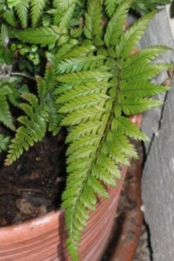 Korean Rock Fern - 1 Gallon Pot -Garden Plants polystichum tsus simense korean rock fern 1