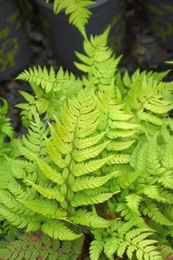 Korean Rock Fern - 1 Gallon Pot -Garden Plants polystichum tsus simense korean rock fern 4