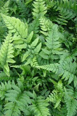 Korean Rock Fern - 1 Gallon Pot -Garden Plants polystichum tsus simense korean rock fern 5