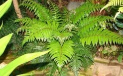 Korean Rock Fern - 1 Gallon Pot -Garden Plants polystichum tsus simense korean rock fern 6