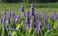 Heartleaf Purple Pickerel Weed (Pontaderia Cordata) - 1 Gallon Pot -Garden Plants pontederia cordata pickerel weed 2