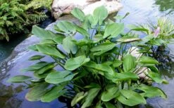 Heartleaf Purple Pickerel Weed (Pontaderia Cordata) - 1 Gallon Pot -Garden Plants pontederia cordata pickerel weed 3