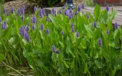 Heartleaf Purple Pickerel Weed (Pontaderia Cordata) - 1 Gallon Pot -Garden Plants pontederia cordata pickerel weed 4
