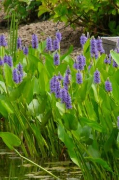 Heartleaf Purple Pickerel Weed (Pontaderia Cordata) - 1 Gallon Pot -Garden Plants pontederia cordata pickerel weed 5